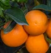 Akcay Sekeri Sweet Orange