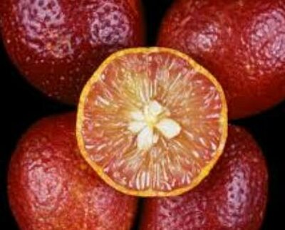 Australian Red Lime (Blood Lime)