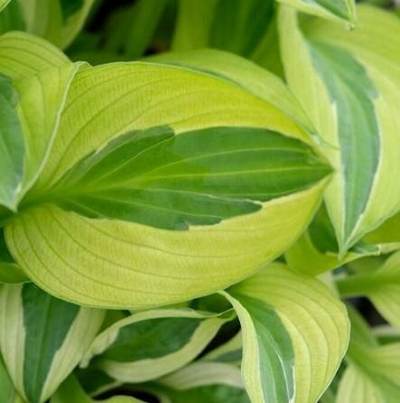 Yellow Polka Dot Hosta