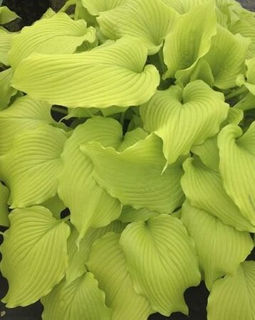 Dancing Queen Hosta