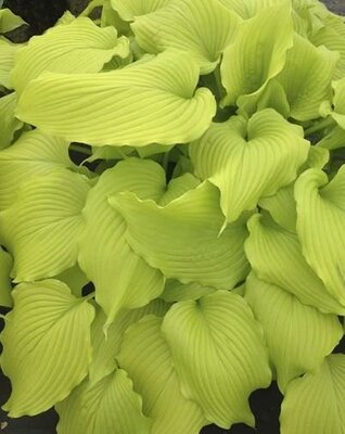 Dancing Queen Hosta