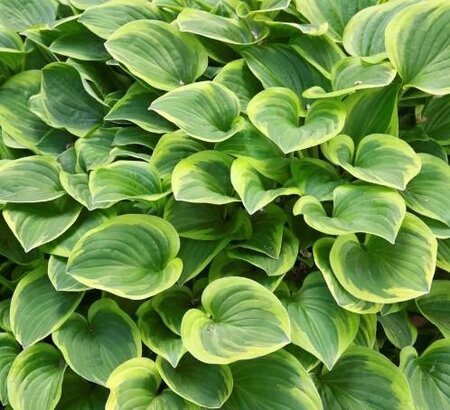 Golden Tiara Hosta