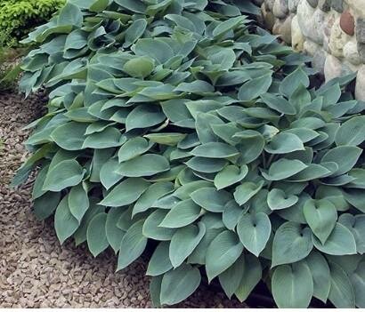 Halcyon Hosta
