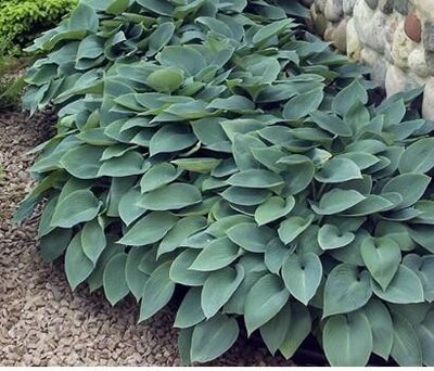 Halcyon Hosta