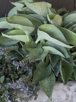Abiqua Drink Gourd Hosta