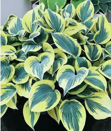 Ben Vernooij Hosta