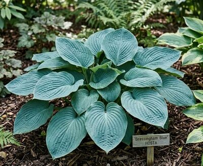 Bressingham Blue Hosta