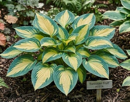 Forbidden Fruit Hosta