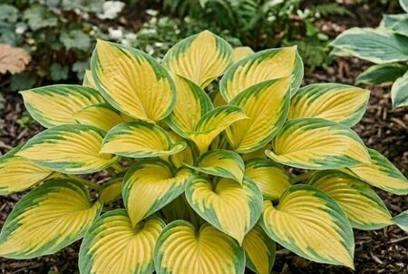 Stained Glass Hosta