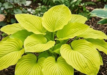 Sum and Substance Hosta