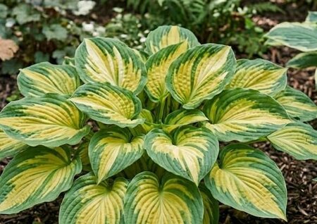 Sunset Grooves Hosta