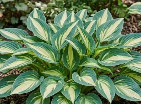 Lakeside Scamp Hosta