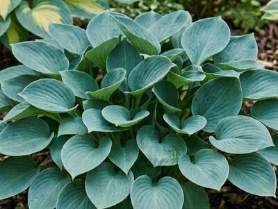 Blue Mouse Hosta