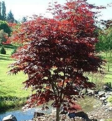 Emperor One Japanese Maple