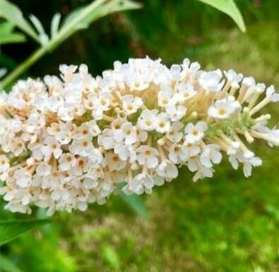 Buzz Ivory Butterfly Bush