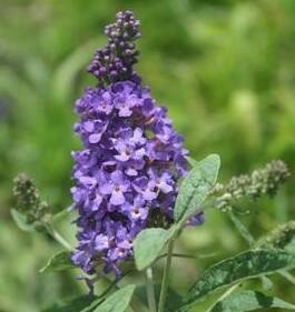 Buzz Midnight Butterfly Bush