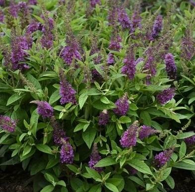 Chrysalis Blue Butterfly Bush