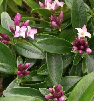 Sweet Amethyst Winter Daphne