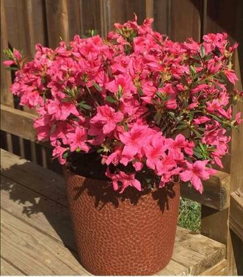 Deja Bloom Orchid Showers Azalea