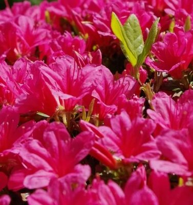 Deja Bloom Smitten Azalea