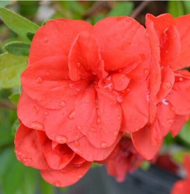 Deja Bloom Vixen Azalea