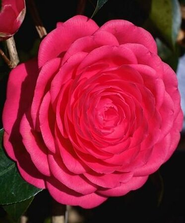 Jack's Beauty Camellia