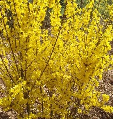Mini Gold Forsythia