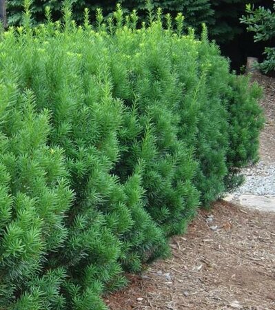 Rising Star Yew