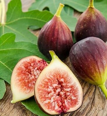 Brown Turkey Fig