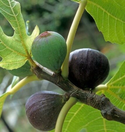 Beer's Black Edible Fig