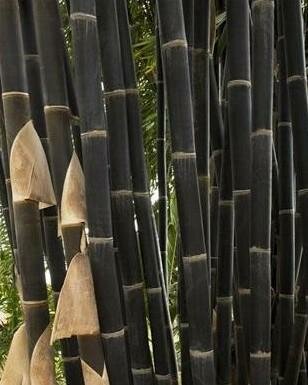 Black Bamboo