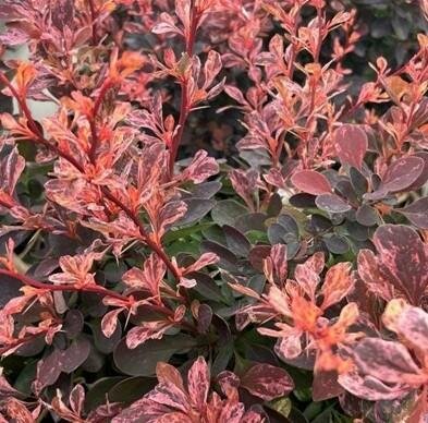 Rose Glow Barberry