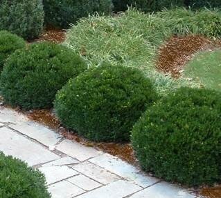 Justin Brouwers Dwarf Boxwood