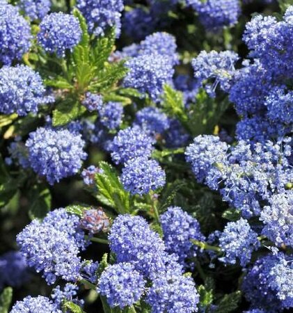 California Lilac 'Victoria