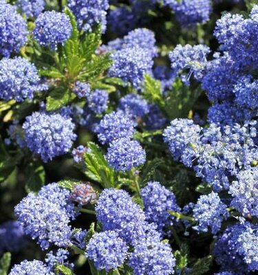 California Lilac 'Victoria