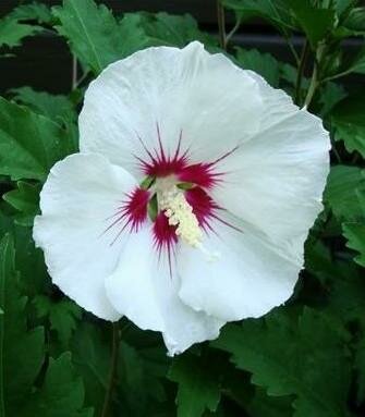 Red Heart Rose Of Sharon