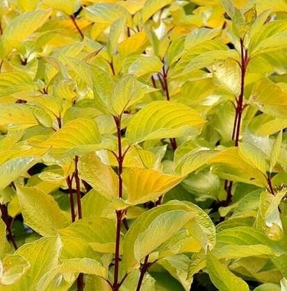 Sunshine Dogwood Tree