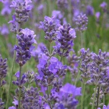 Hidcote Blue Lavender