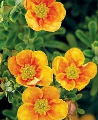 Mango Tango Potentilla