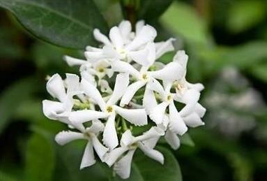 Star Jasmine