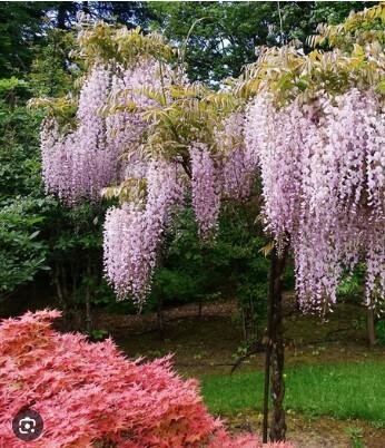 Pink Ice Wisteria