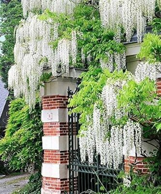 Japanese White Wisteria