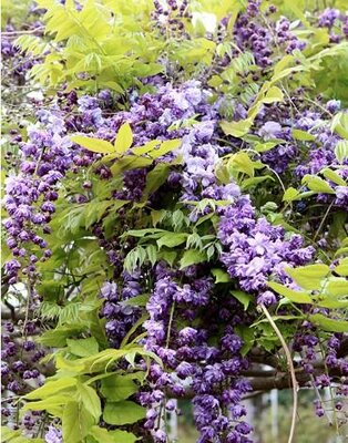 Black Dragon Wisteria