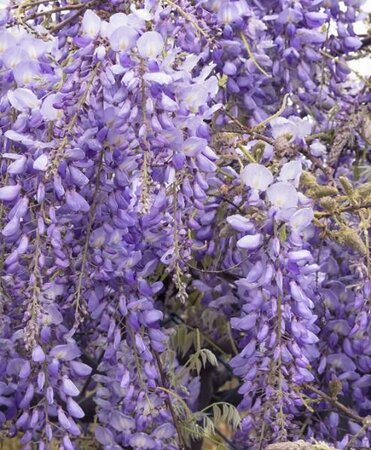 Black Dragon Wisteria - image 2