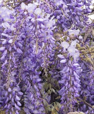 Black Dragon Wisteria - image 2