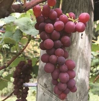 Vanessa Seedless Grape