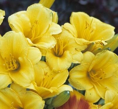 Stella D'Oro Daylily - image 2