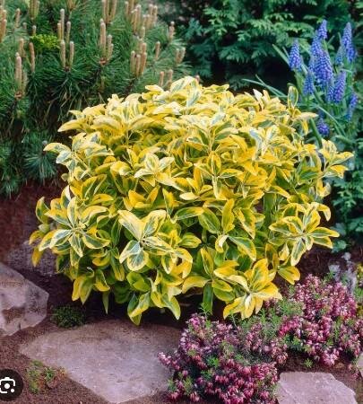 Golden Euonymous - image 2