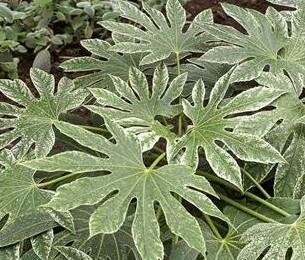 Spider's Web Fatsia Japonica
