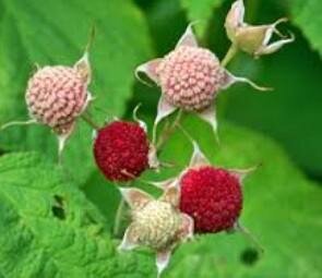 Thimbleberry (Native)